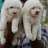 Maltese Bichon Puppies